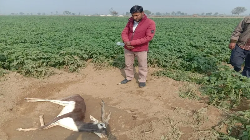 संभल: कीटनाशक मिला पानी पीने से बेहोश हुआ था काला हिरन