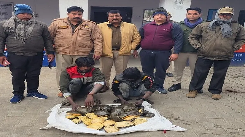 संभल: दुर्लभ प्रजाति के 44 कछुए बरामद, दो तस्कर गिरफ्तार 