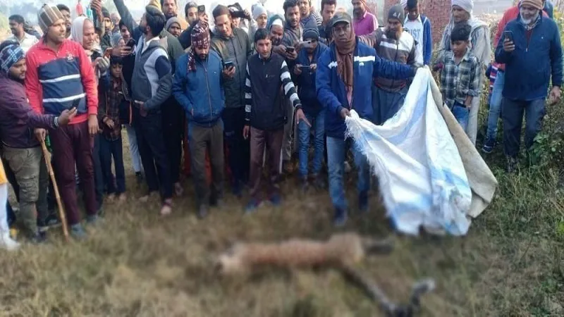 बिजनौर: सड़क किनारे मिला गुलदार का शव, सिर व पैर पर चोट के निशान