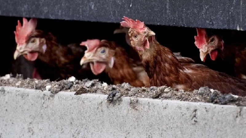 Bird Flu: जापान में बर्ड फ्लू का प्रकोप, मारी जाएंगी तीन लाख से ज्यादा मुर्गियां