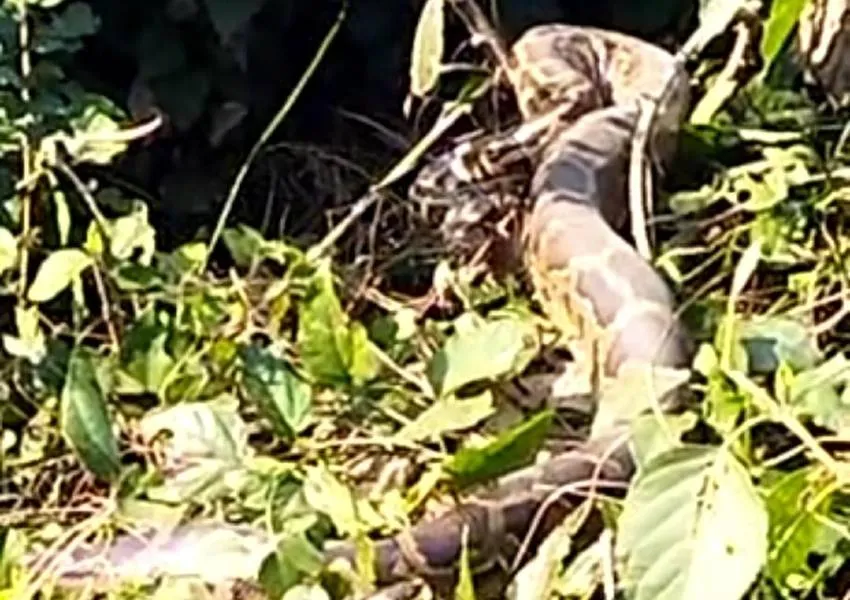 बहराइच: विशालकाय अजगर निकलने से ग्रामीणों में दहशत, सूचना के बाद भी नहीं पहुंचे वनकर्मी  