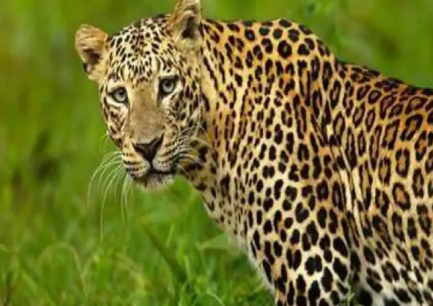 गौतम बुद्ध नगर: तेंदुआ देखे जाने के दावों से ग्रेटर नोएडा की सोसाइटी में दहशत, वन विभाग ने शुरू की तलाश 