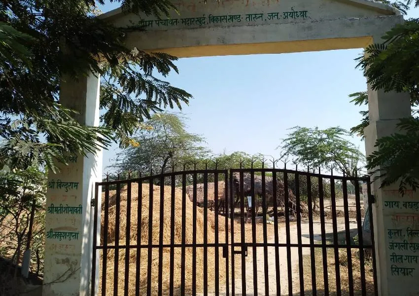 अयोध्या: नहीं सुधर रही गौशालाओं की स्थिति, कहीं चारे-पानी का संकट, तो कहीं कर्मचारी नदारद