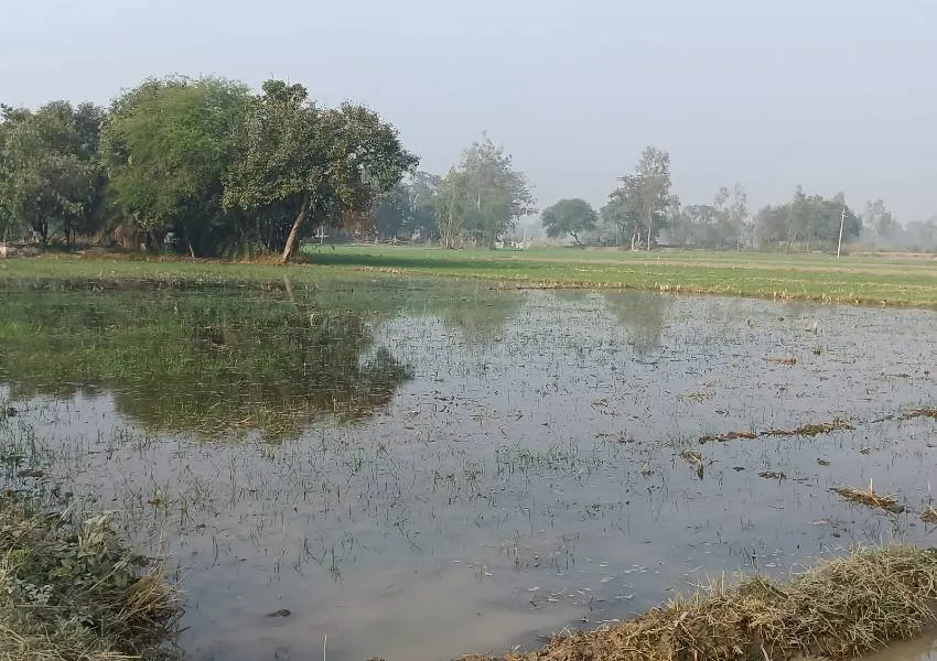 रायबरेली: नाले की सफाई न होने से टूटा तटबंध, 70 बीघे गेंहू की फसल डूबी 