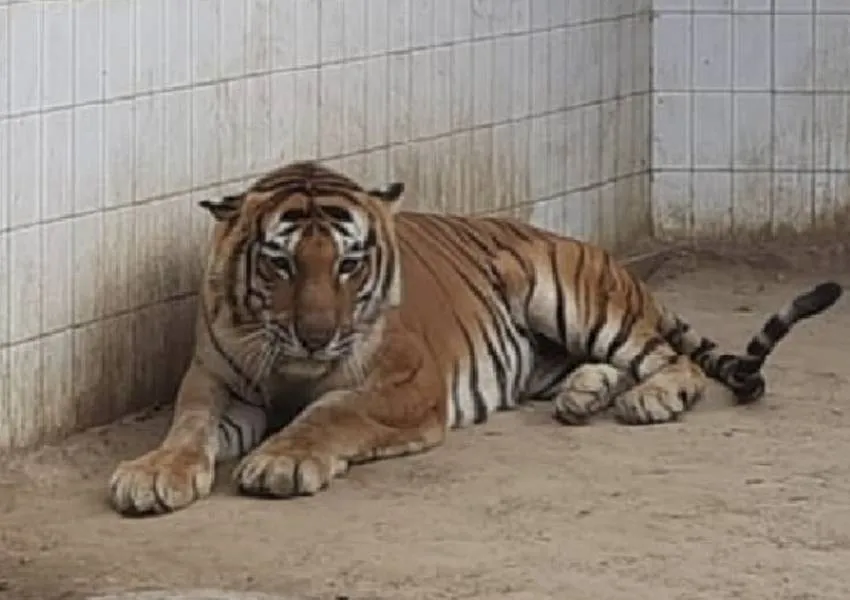 जिंदगी की जंग हार गया 'द किलर टाइगर' किशन, लखनऊ प्राणी उद्यान में शुक्रवार को तोड़ा दम