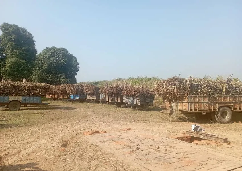 बहराइच: कांटा इंचार्ज केंद्र से नदारद, सूख रहा गन्ना, किसान परेशान 
