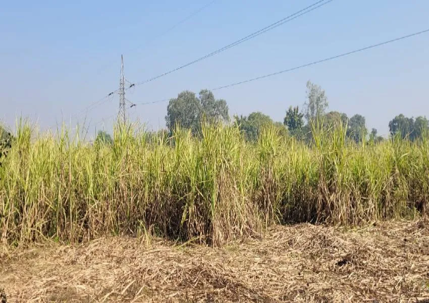 अयोध्या: नहीं मिल रही है पर्ची, खेतों में सूख रही हैं गन्ने की पेड़ी 