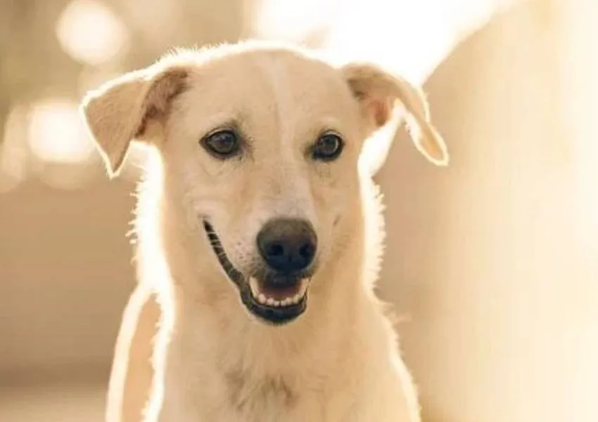 सराहनीय कार्य: बिल्ली को दौड़ाते समय 60 फीट नीचे गिरा कुत्ता, दमकल कर्मियों ने निकाला 