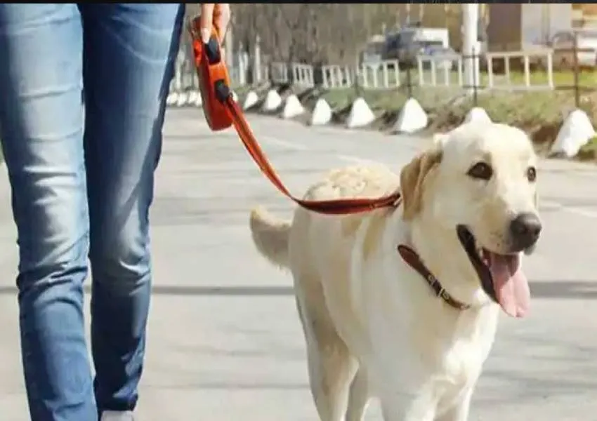 गौतम बुद्ध नगर: 31 जनवरी तक पालतू पशुओं का पंजीकरण कराना अनिवार्य, देरी करने पर लगेगा जुर्माना 
