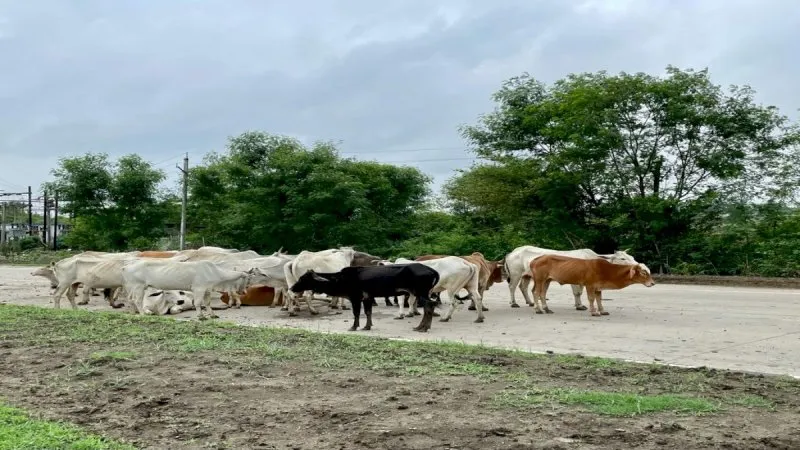 मवेशी खुला छोड़ने वाले पशुपालकों को अब गौशाला में करनी पड़ेगी सेवा 