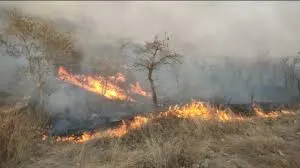 बागेश्वर: माल्ता के जंगलों में आग लगने से वन संपदा को नुकसान