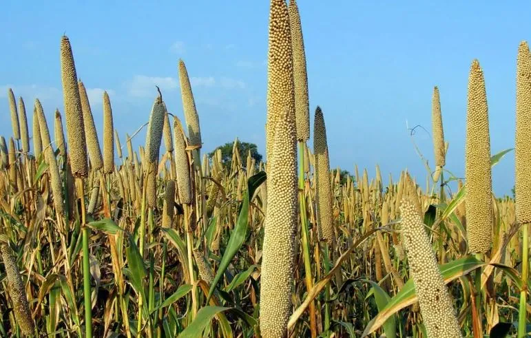 कृषि और संबद्ध उत्पादों का निर्यात अप्रैल-अक्टूबर में 12 प्रतिशत बढ़कर 30 अरब डॉलर के पार 