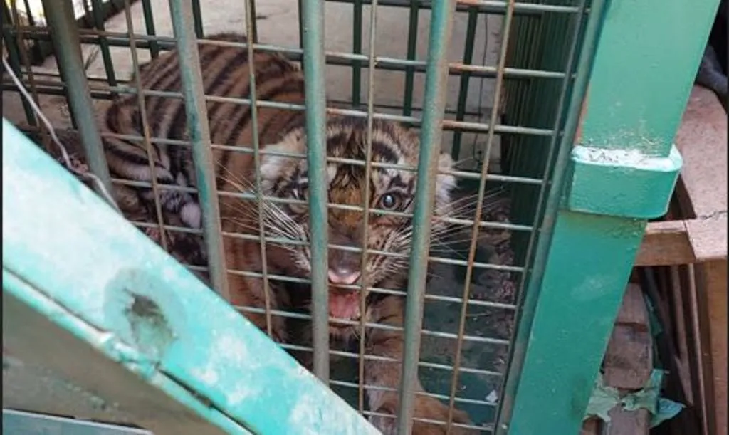 पीलीभीत: घंटे भर चला रेस्क्यू, फिर पिंजरे में कैद हुआ शावक 