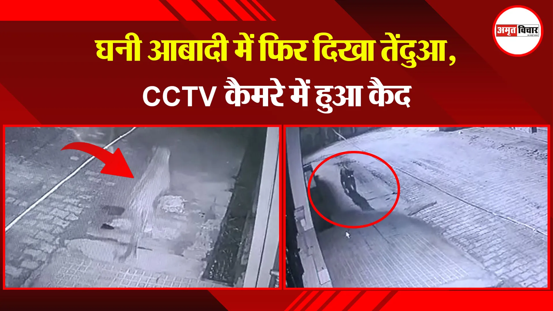मेरठ: घनी आबादी में फिर दिखा तेंदुआ, CCTV कैमरे में हुआ कैद 
