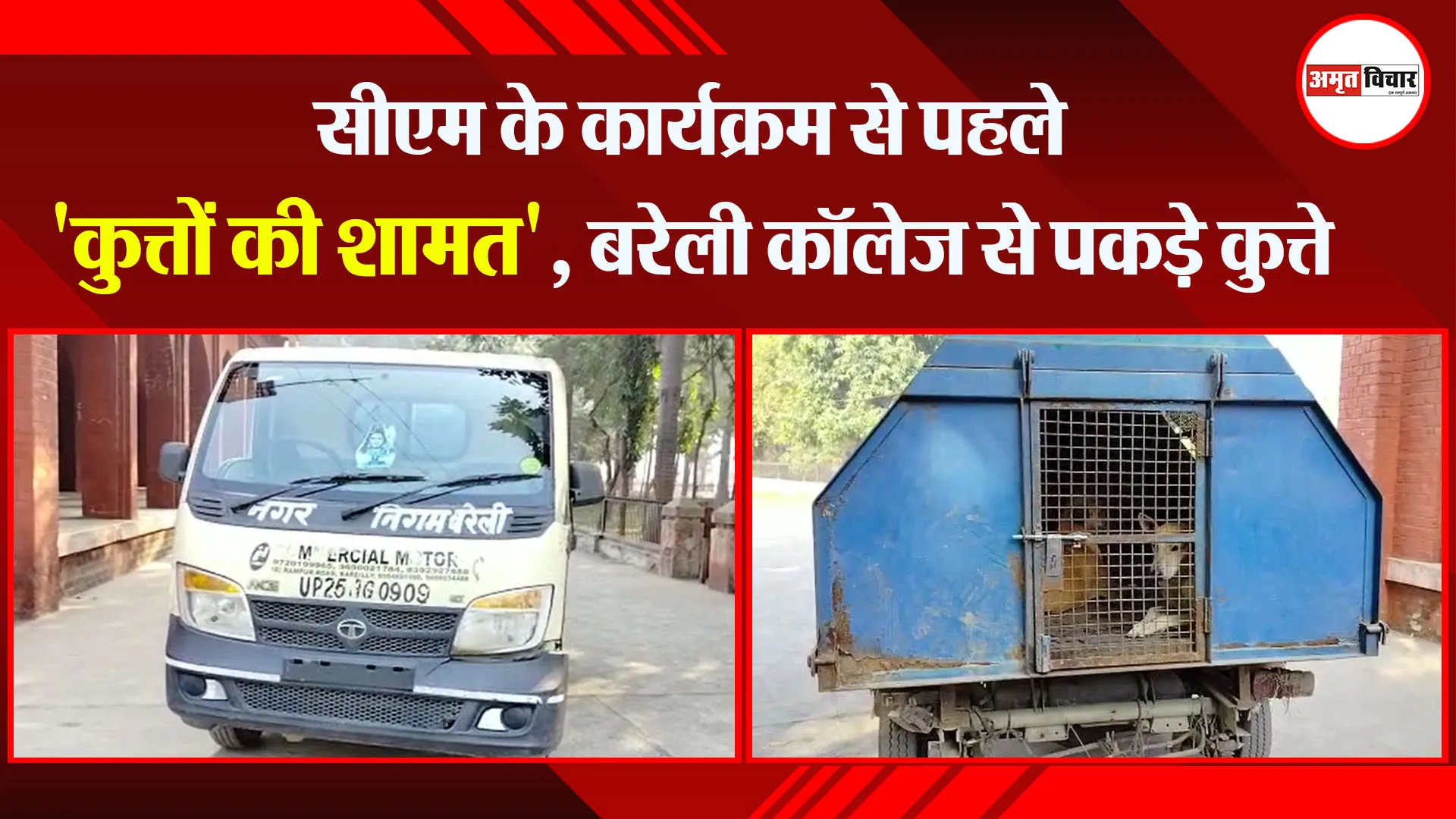 बरेली: सीएम के कार्यक्रम से पहले 'कुत्तों की शामत', बरेली कॉलेज से पकड़े कुत्ते 