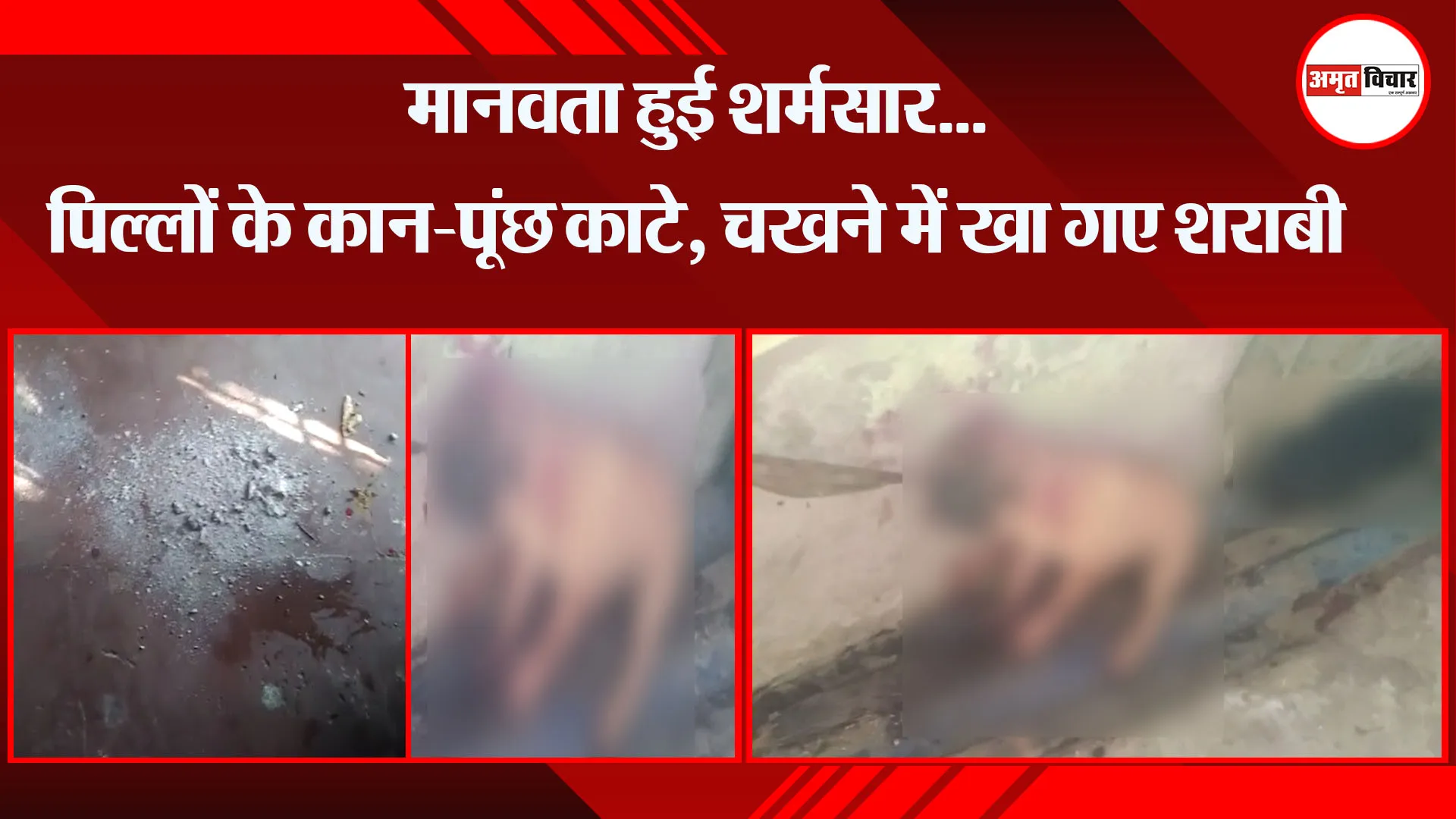 बरेली: मानवता हुई शर्मसार... पिल्लों के कान-पूंछ काटे, चखने में खा गए शराबी 