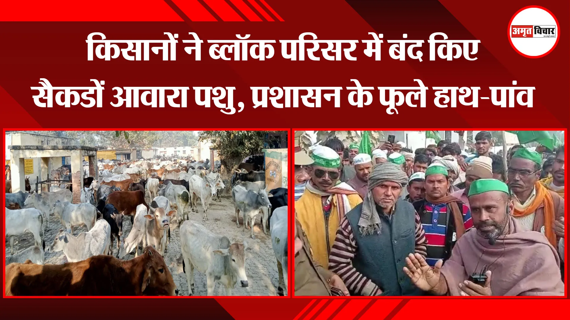 शाहजहांपुर: किसानों ने ब्लॉक परिसर में बंद किए सैकडों आवारा पशु, प्रशासन के फूले हाथ-पांव