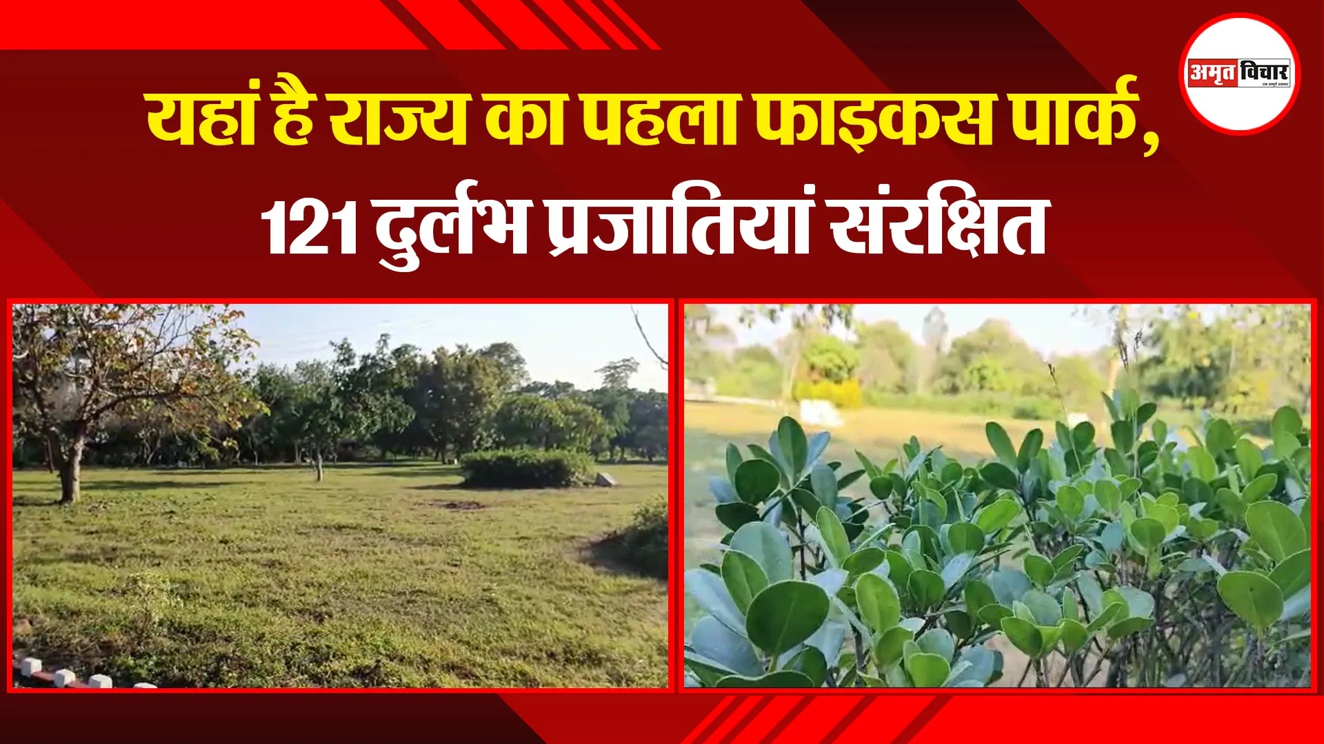 हल्द्वानी: यहां है राज्य का पहला फाइकस पार्क, 121 दुर्लभ प्रजातियां संरक्षित