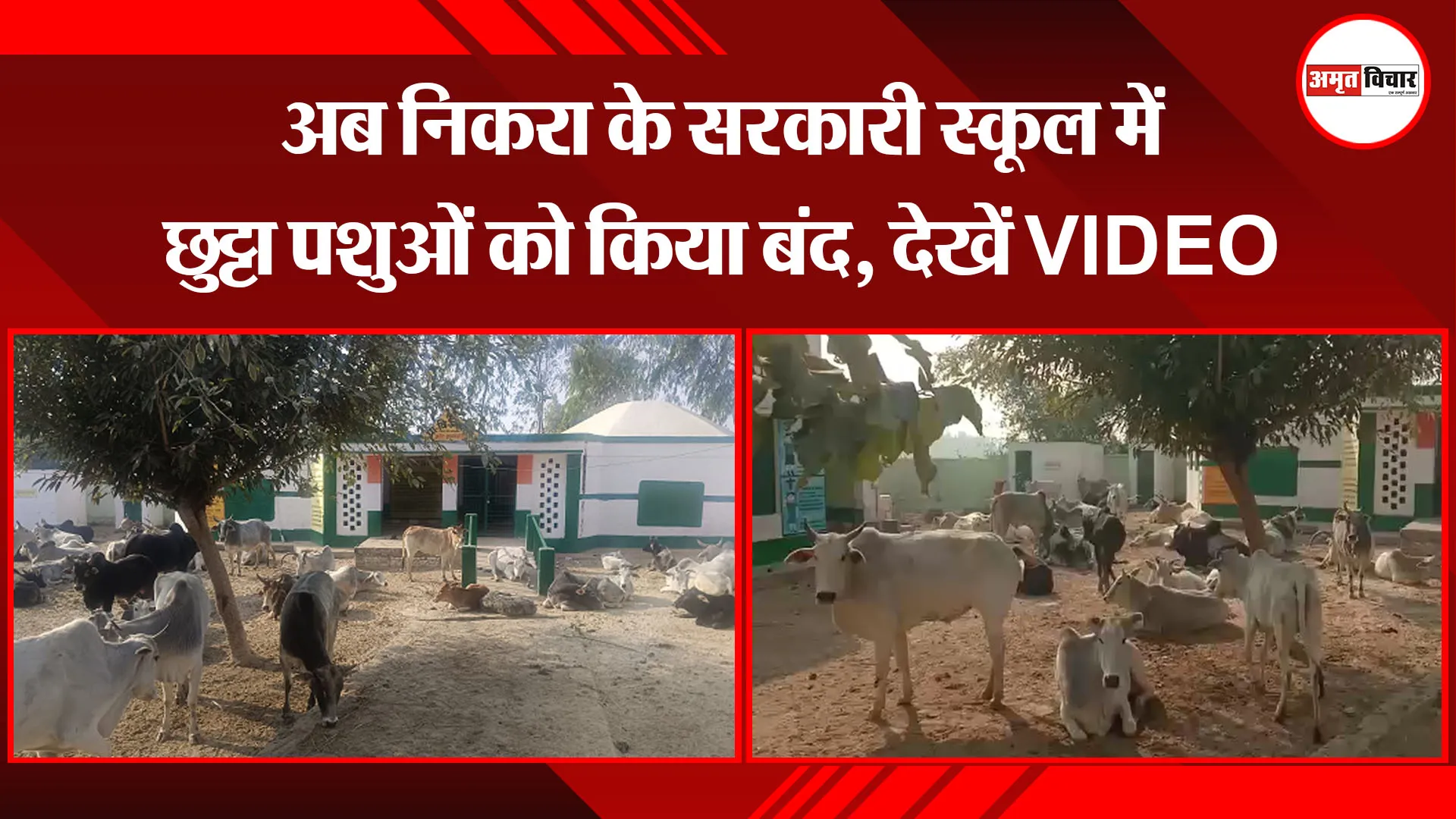 शाहजहांपुर: अब निकरा के सरकारी स्कूल में छुट्टा पशुओं को किया बंद, देखें VIDEO