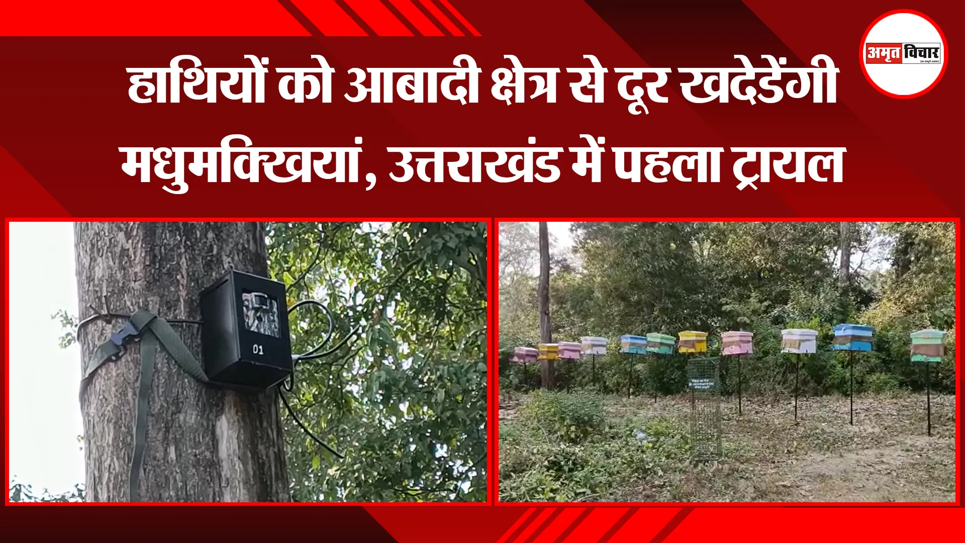 हल्द्वानी: हाथियों को आबादी क्षेत्र से दूर खदेडेंगी मधुमक्खियां, उत्तराखंड में पहला ट्रायल