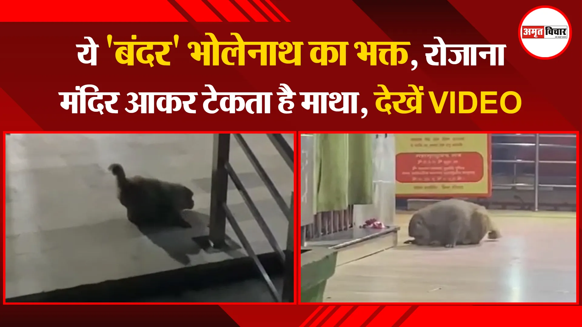 लखनऊ: ये 'बंदर' भोलेनाथ का भक्त, रोजाना मंदिर आकर टेकता है माथा, देखें VIDEO