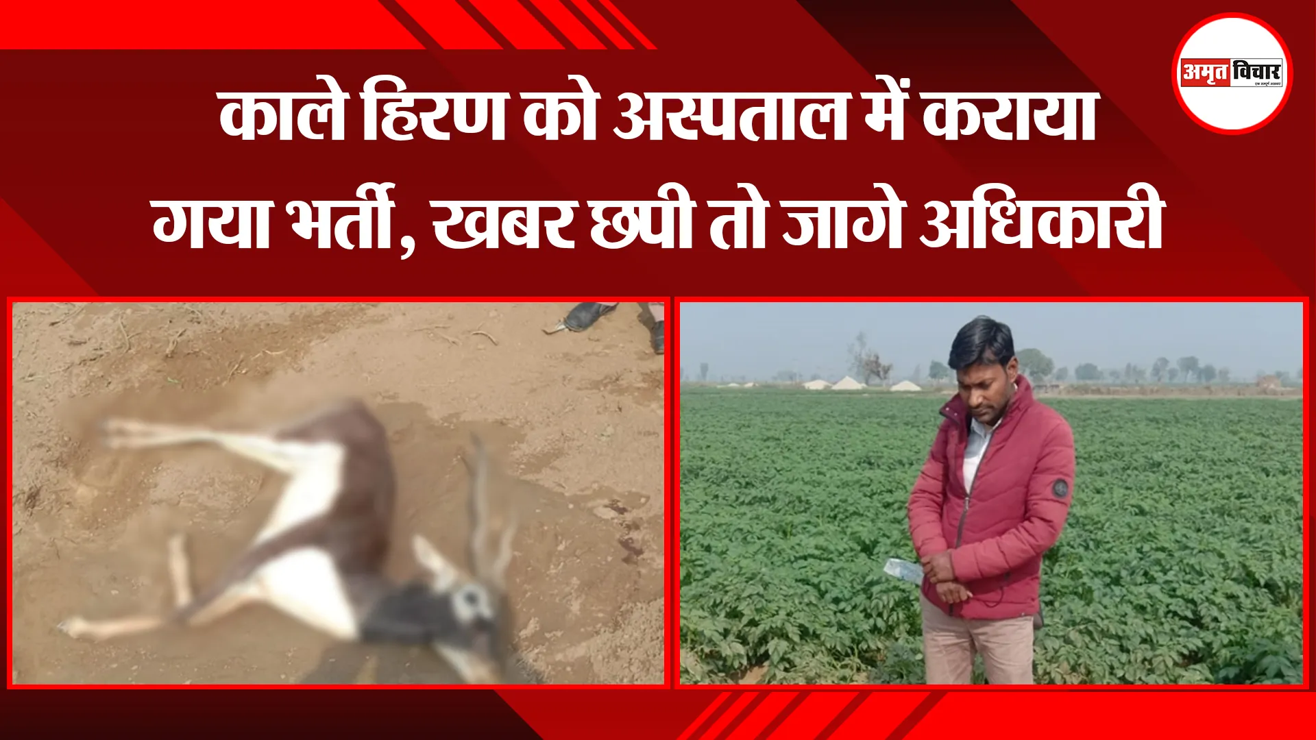 संभल: काले हिरण को अस्पताल में कराया गया भर्ती, खबर छपी तो जागे अधिकारी