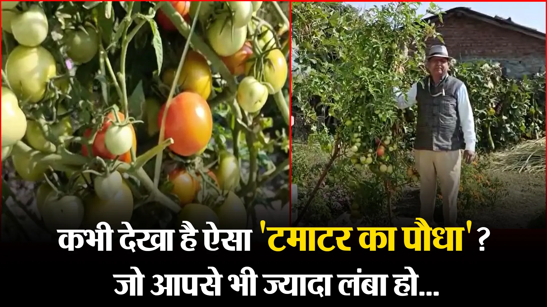 हल्द्वानी: कभी देखा है ऐसा 'टमाटर का पौधा'?  जो आपसे भी ज्यादा लंबा हो...