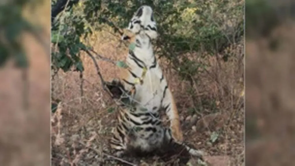 फंदे में फंसकर हुई बाघ की मौत के कारणों की होगी जांच, शिकार की आंशका 