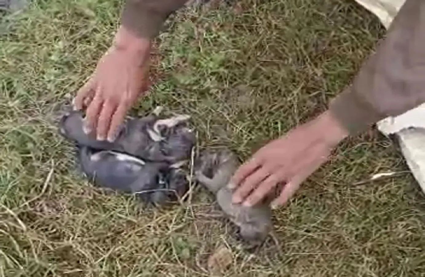 बदायूं : महिला ने 9 नवजात पिल्लों को तालाब में फेंका, सभी की मौत, मामला दर्ज