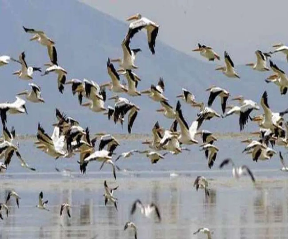 बिहार में 2023 में ई-बर्ड ऐप के जरिए होगी पक्षी गणना