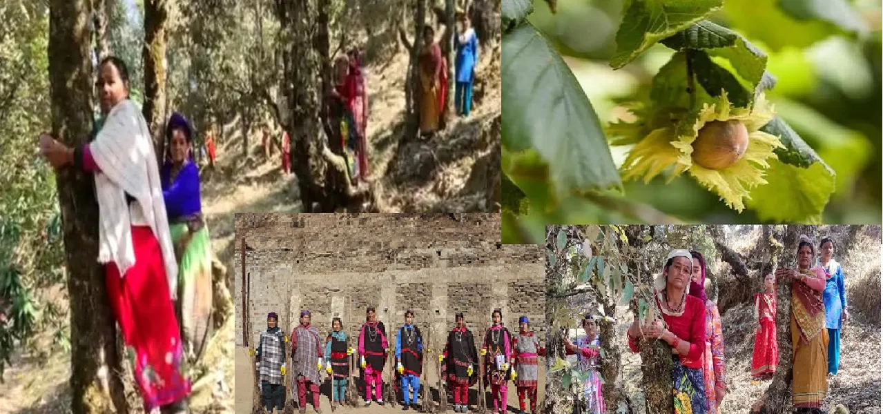 हिमाचल : चंबा में महिलाओं ने ‘हेज़लनट’ के पेड़ों को बचाने के लिए शुरू किया अभियान