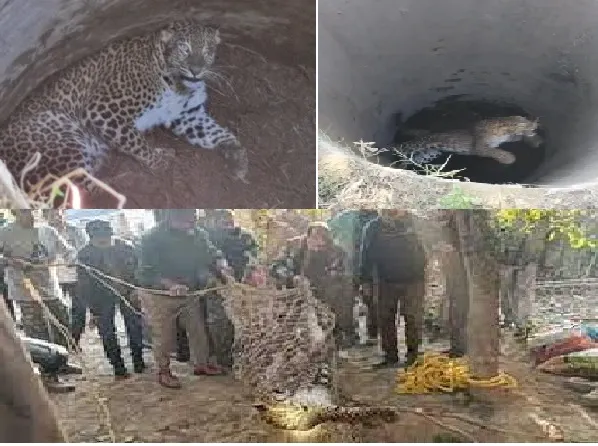 बागपत : कुएं में गिरे तेंदुआ को निकाला गया बाहर, शिवालिक रेंज में छोड़ा जाएगा 