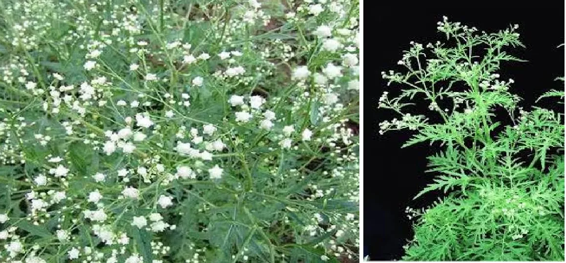 मेरठ :  गाजर घास, पर्यावरण व मनुष्य स्वास्थ्य के लिए हानिकारक