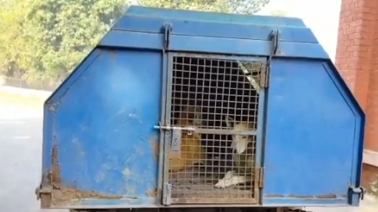 CM योगी कार्यक्रम से पहले 'कुत्तों की शामत', बरेली कॉलेज से पकड़े कुत्ते 