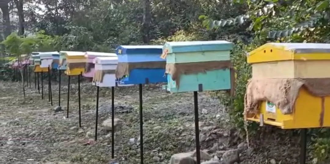 हल्द्वानी:  हाथियों को आबादी क्षेत्र से दूर रखेंगी मधुमक्खियां, उत्तराखंड में पहला ट्रायल