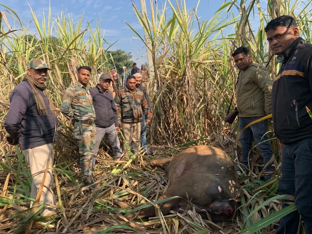 बिजनौर: चार बाघों ने भैंस को बनाया निवाला