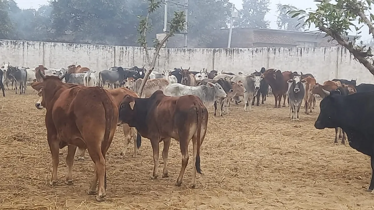 संभल: फसलों के नुकसान से आक्रोशित हुए ग्रामीण, स्कूल में बंद किए छुट्टा गोवंश