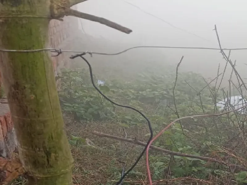 बहराइच : करंट लगने से दो मवेशियों की मौत