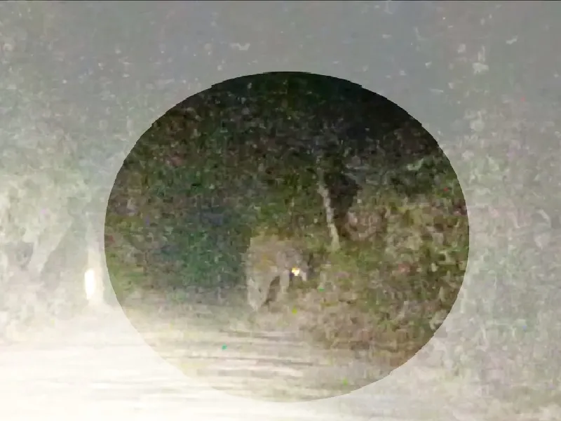 बहराइच : रास्ता रोक सड़क पर डटे रहे गजराज