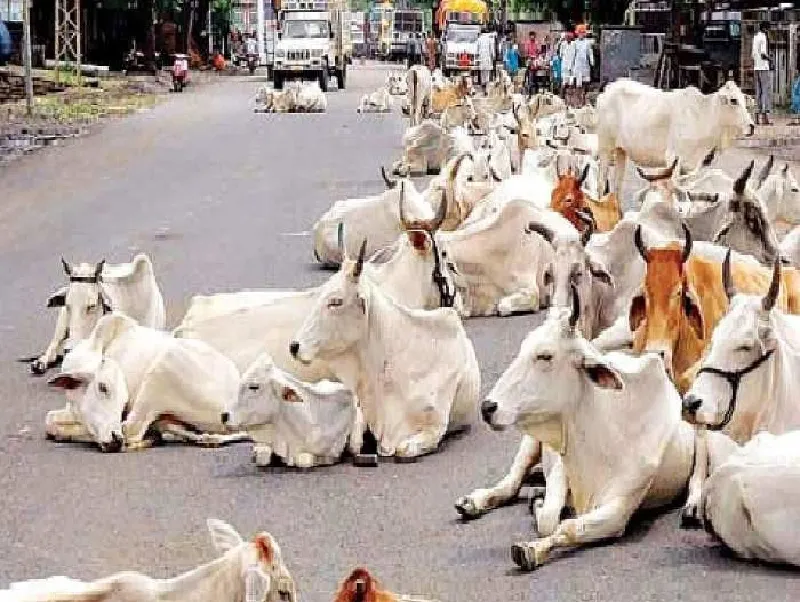 एकेटीयू की पहल : गो एप से फेस बायोमेट्रिक की तरह गायों के चेहरे से होगी उनकी पहचान
