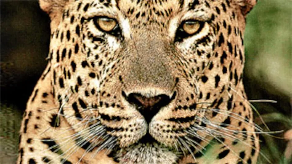 चंपावत: सिप्टी गांव में गुलदार ने नेपाली मजदूर पर बोला हमला