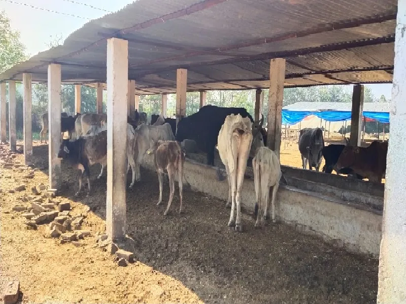 अयोध्या: जिले की गौशालाओं में नहीं है सर्दी से बचाव के इंतजाम 