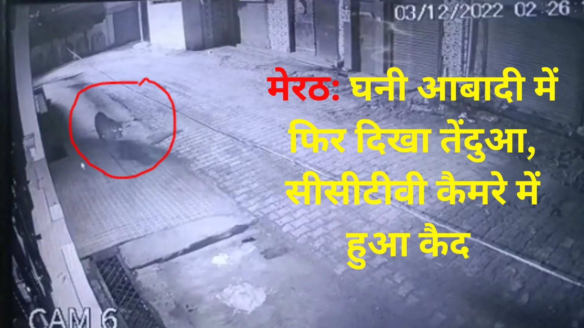 मेरठ: घनी आबादी में फिर दिखा तेंदुआ, सीसीटीवी में कैद, स्कूल-कॉलेज में छुट्टी, देखें Video