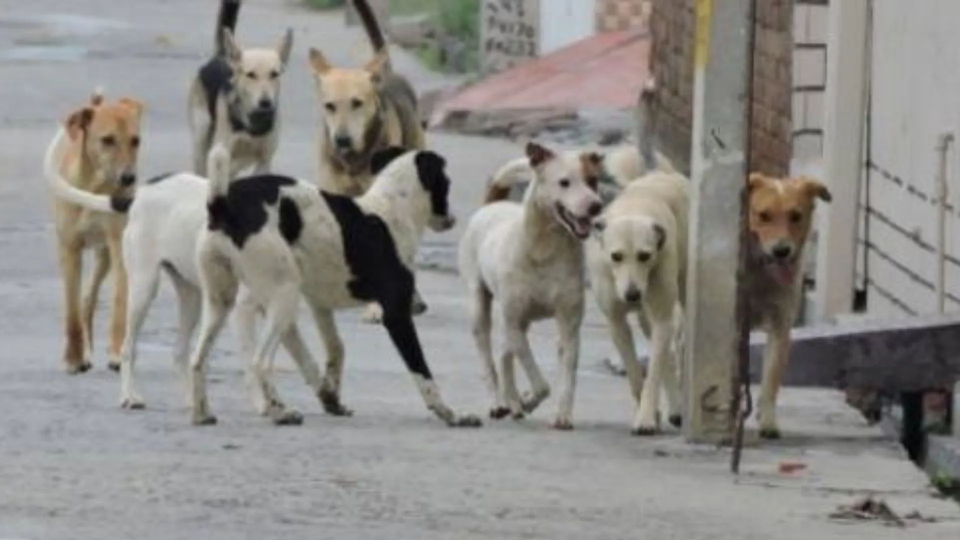 बरेली: जंगली कुत्तों के झुंड ने किया 8 साल के बच्चे पर हमला, अस्पताल में भर्ती 