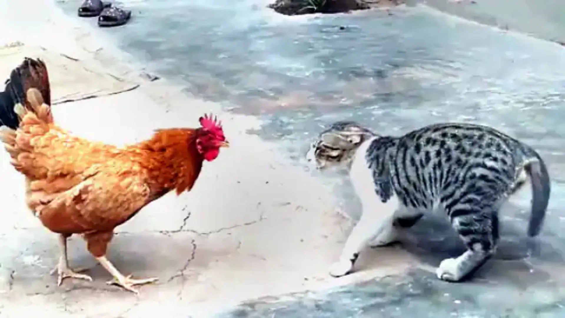 बरेली: पड़ोसी की बिल्ली खा गई मुर्गा, शिकायत करने पर मारपीट 