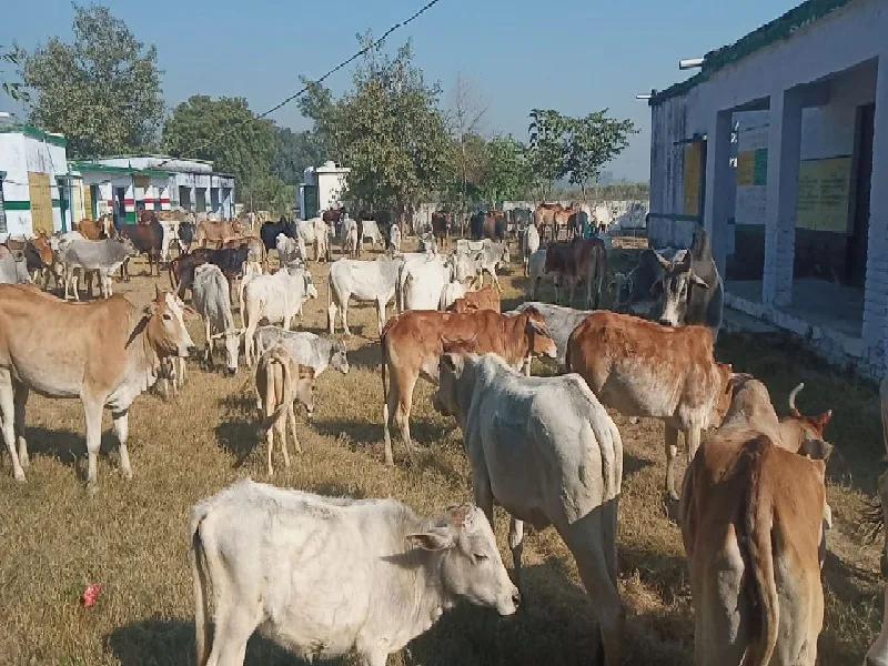 हरदोई : ग्रामीणों ने 300 जानवरों को स्कूल में किया बंद