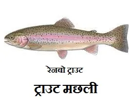 नैनीताल: ट्राउट मछलियों का उत्पादन बढ़ाने पर जोर
