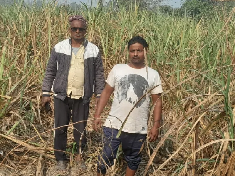 गैंडे की दस्तक : रात भर गांव में मचाता रहा उत्पात, गन्ने की फसल को पहुंचाया नुकसान