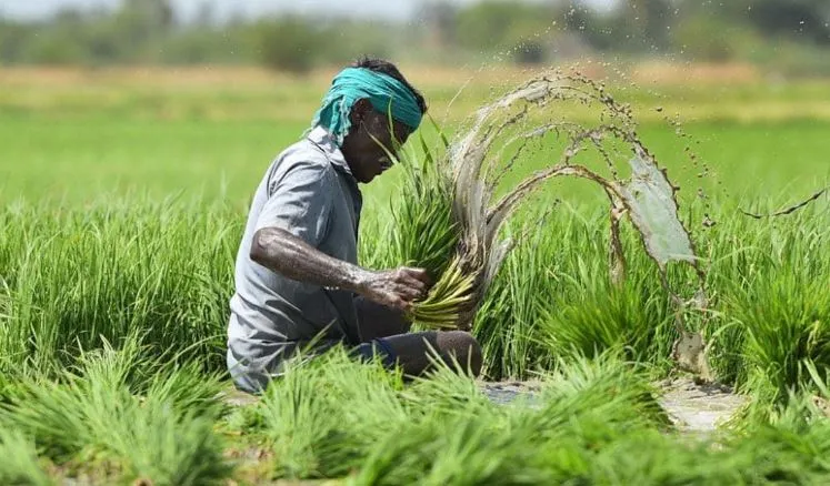 बरेली: प्राकृतिक आपदाओं से होने वाले नुकसान को बचाएगा कृषि फसल बीमा, हेल्पलाइन नंबर जारी