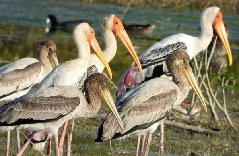 कुकरैल नदी की स्वच्छता एवं सौंदर्य दे रहे विदेशी मेहमानों को आमंत्रण